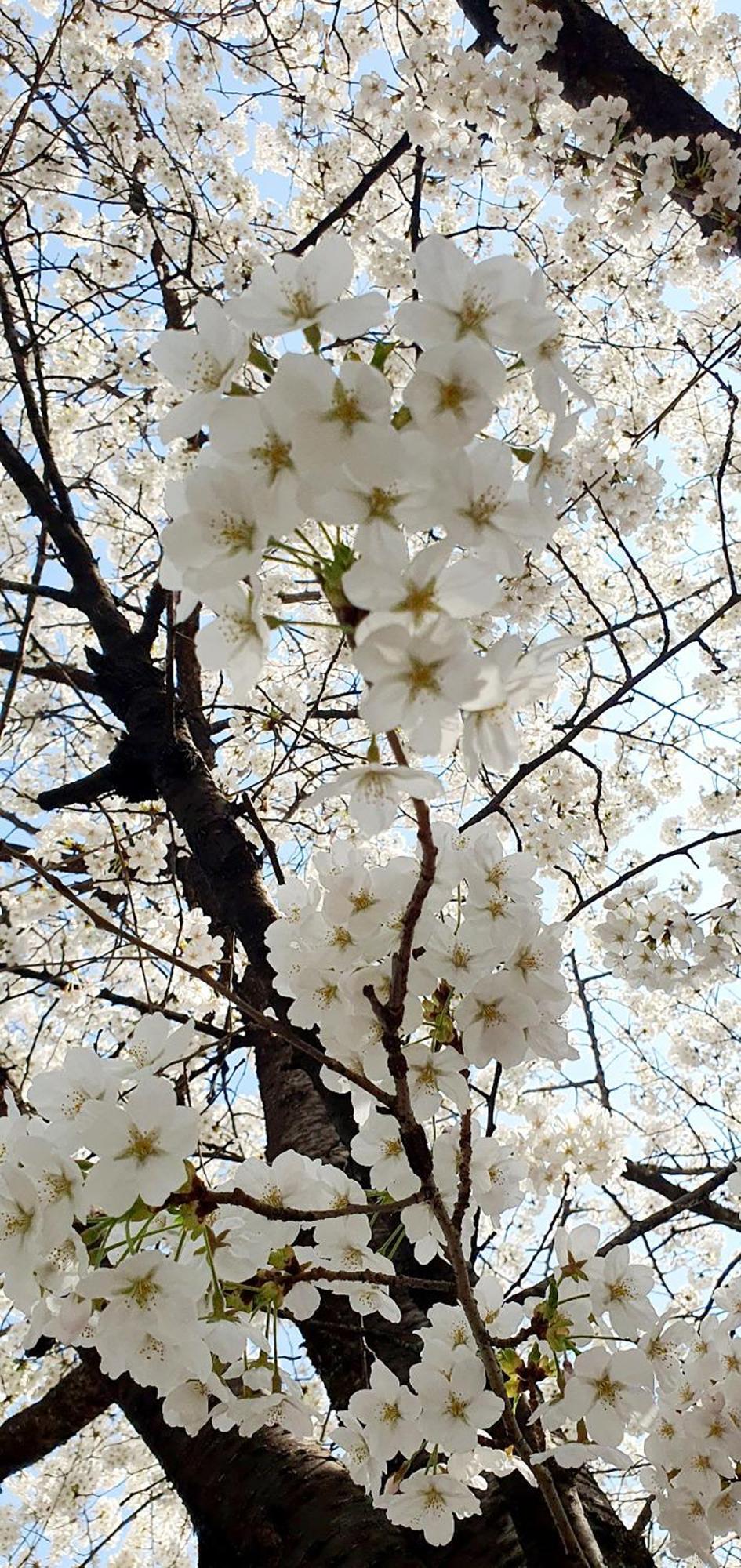 Hongik Sinchon Sirince อพาร์ทเม้น